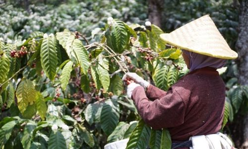 from-the-oldest-coffee-plantation1b-1140x755x0x0x1140x687x1730557363